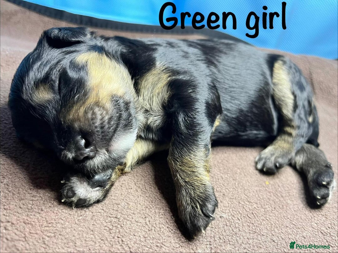 Bernedoodle dogs for sale: Exceptional F1 Bernedoodle Puppies - Advert 37