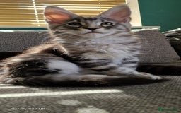 Maine Coon cats for sale: Pure Maine coon - Image 21