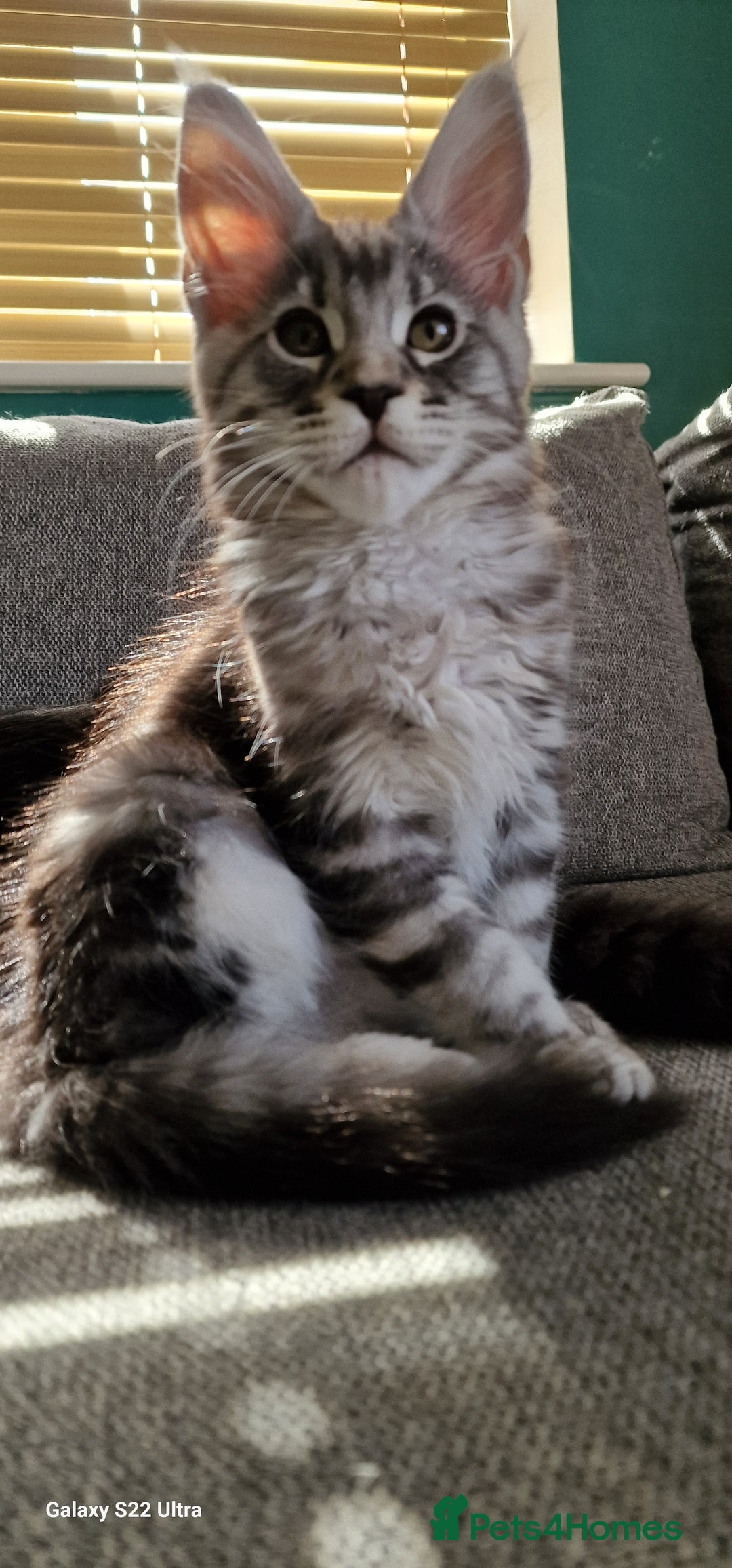 Maine Coon cats for sale: Pure Maine coon - Image 21