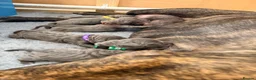 Cane Corso dogs for sale: LOCKDOWN KENNELS UK 2026 Health Tested Litter in Solihull - Advert 6