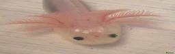 Axolotl reptiles for sale: Lucy Albino Babies 4 months-£20 and 2 months-£10 - Advert 2