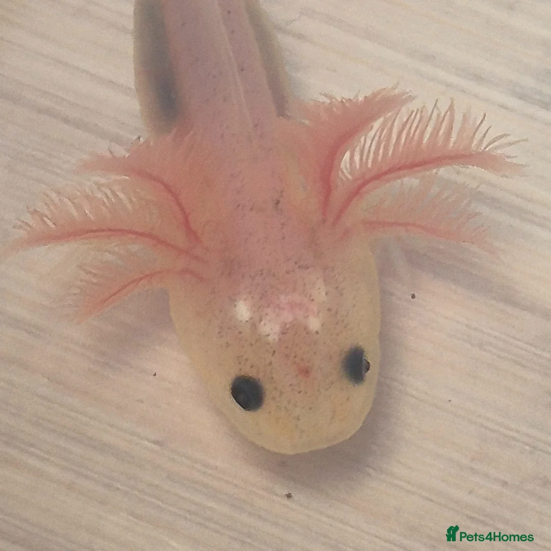 Axolotl reptiles for sale: Lucy Albino Babies 4 months-£20 and 2 months-£10 - Advert 2