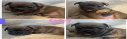 French Bulldog dogs for sale: 3 quarters frenchie quarter staff in Wokingham - Advert 4