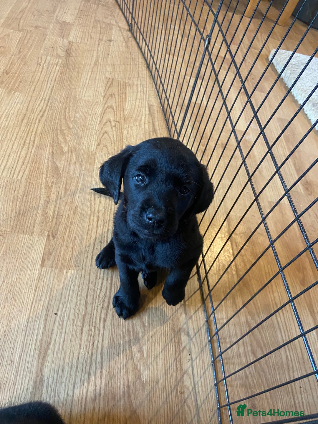 Labrador Retriever dogs for sale: 10 Beautiful black Labrador puppies - Image 30