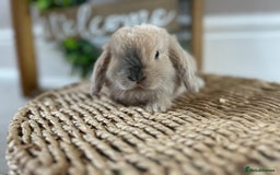 Mini Lop rabbits for sale: Litter of mini lop babies  - Image 17