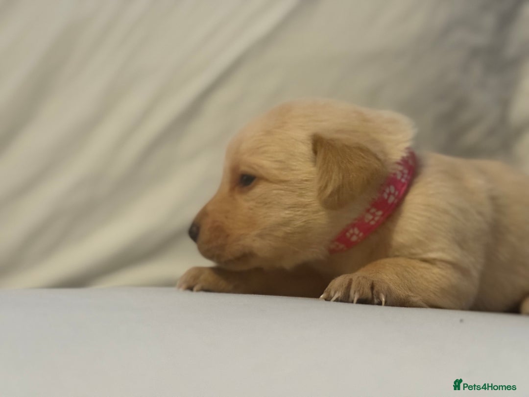 Labrador Retriever dogs for sale: KC registered Labrador puppies - Image 10