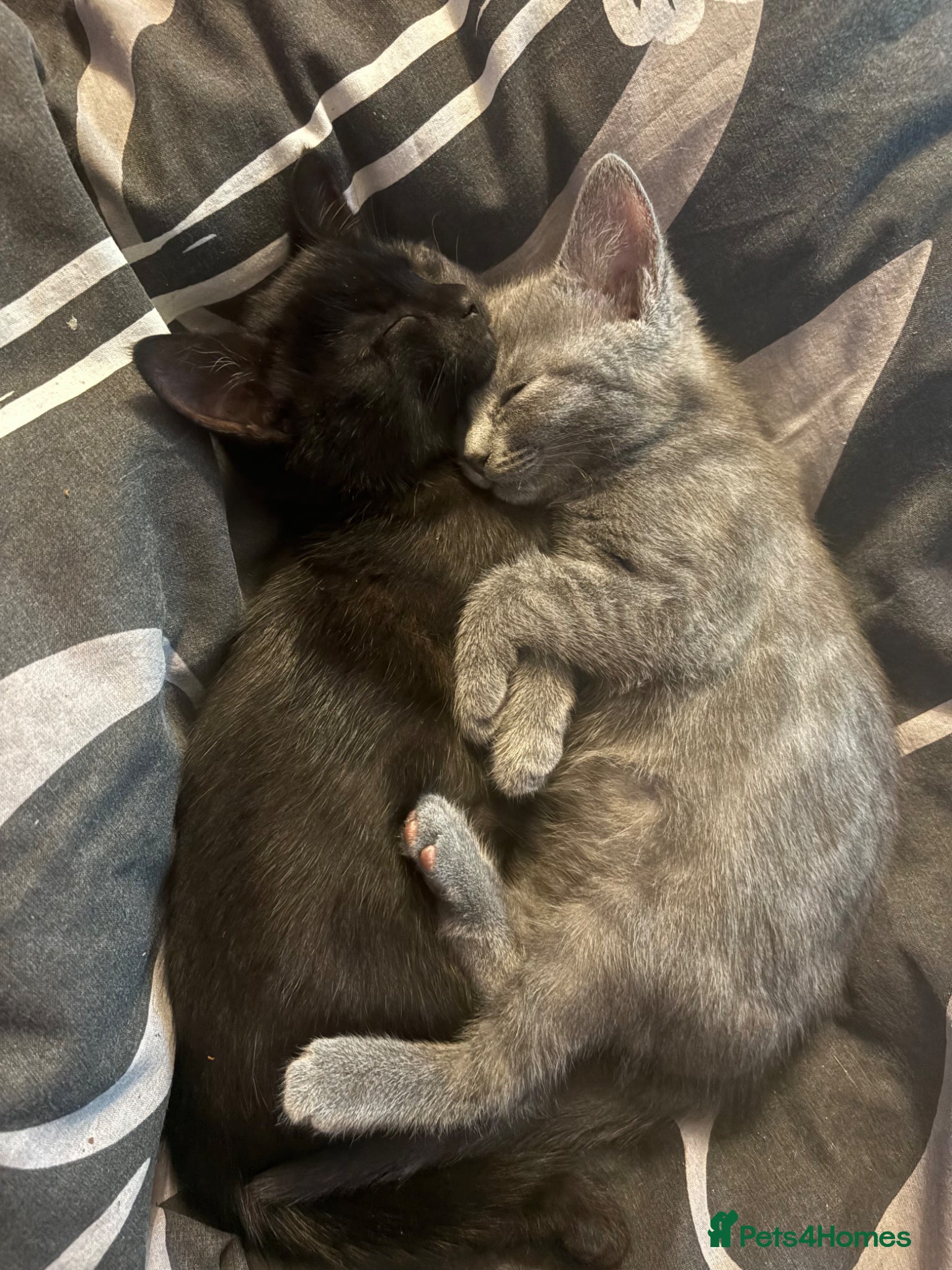 Mixed Breed cats Playful female Kittens - Advert 1