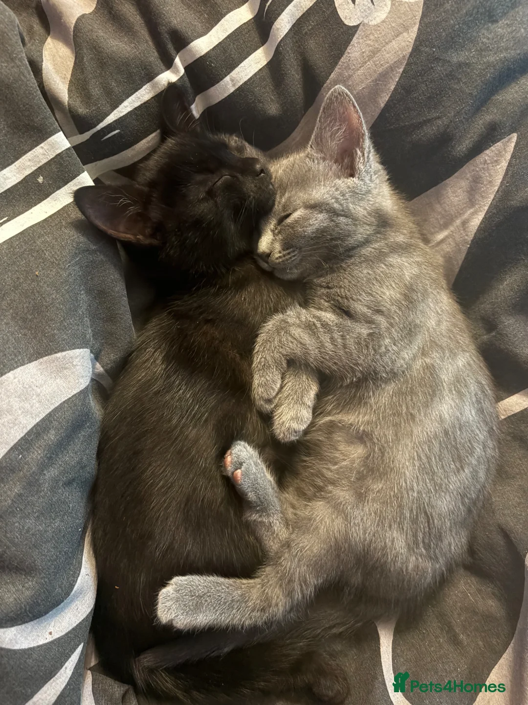Mixed Breed cats for sale: Playful female Kittens - Advert 1