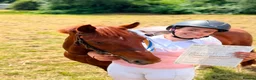 New Forest horses for sale: Sadie the super pony ! Seeks a new owner  - Advert 2