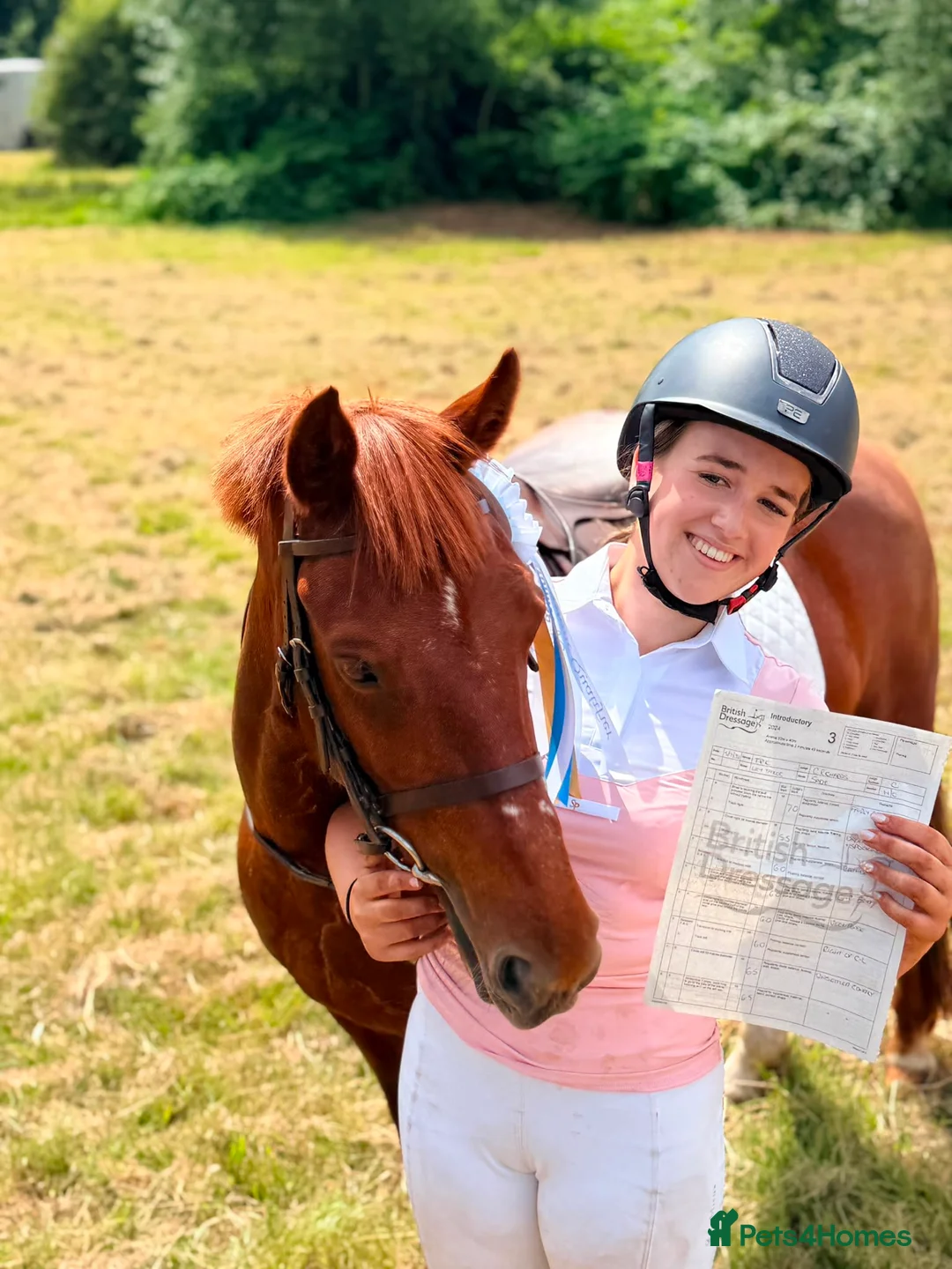New Forest horses for sale: Sadie the super pony ! Seeks a new owner  - Advert 2