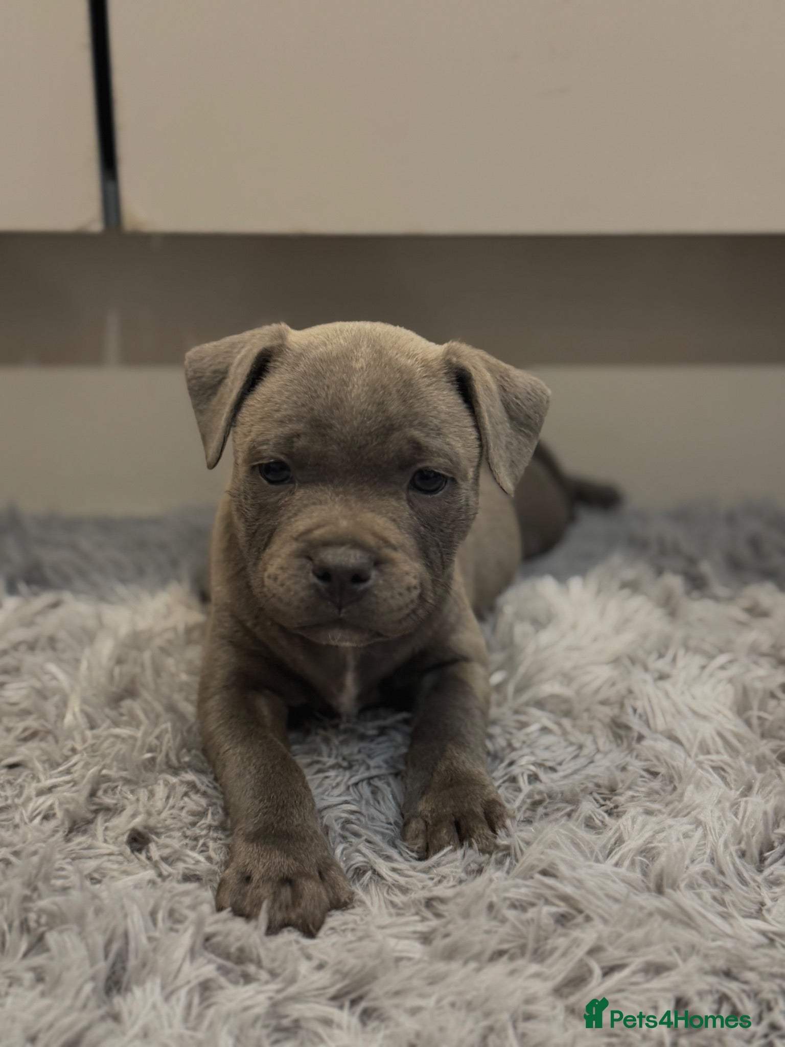 Staffordshire Bull Terrier dogs Health Tested KC Staffordshire Bull Terriers - Advert 2