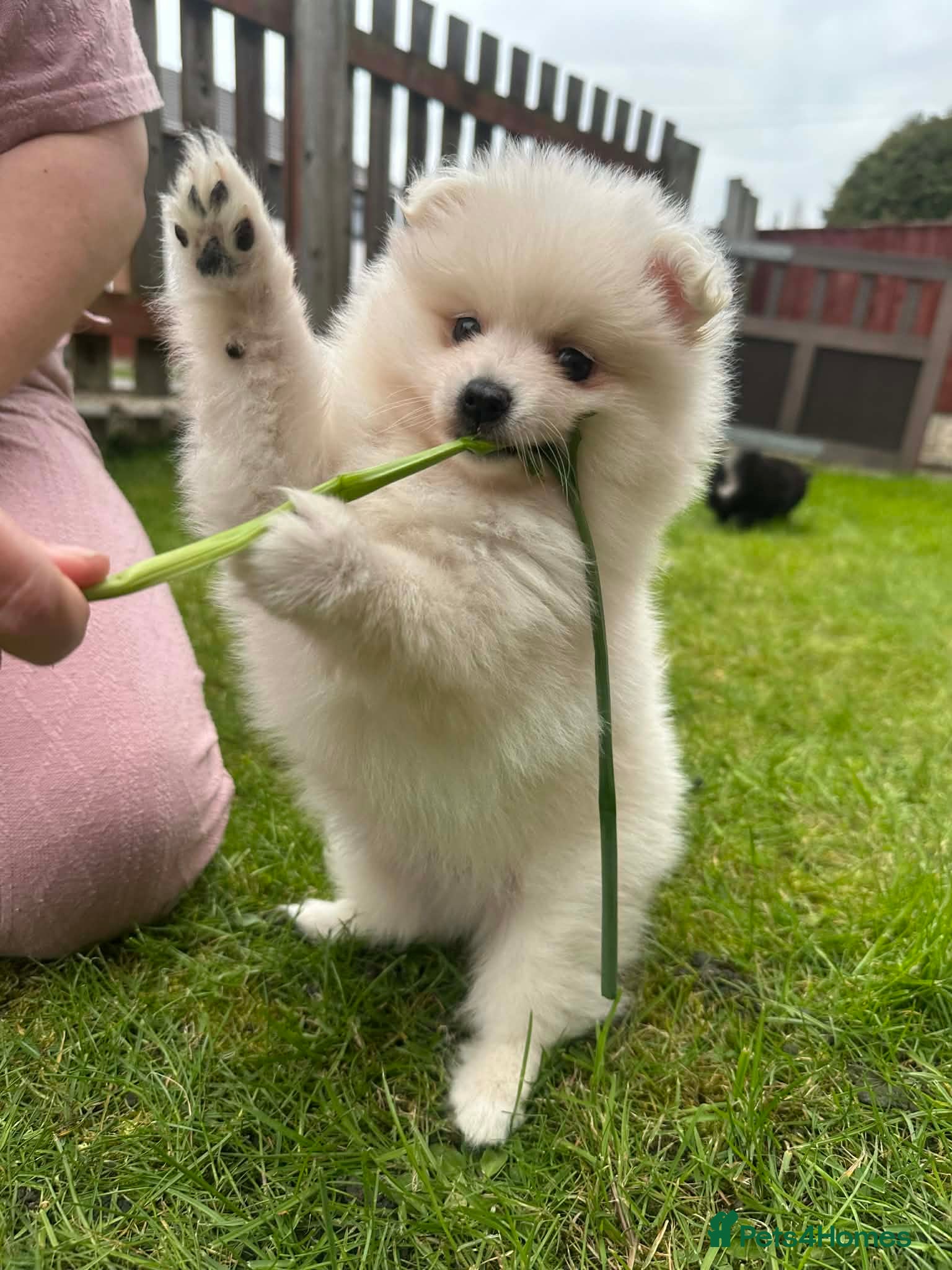 Mixed Breed dogs Beautiful rare volpino Italiano/mini Pomeranian  - Advert 4