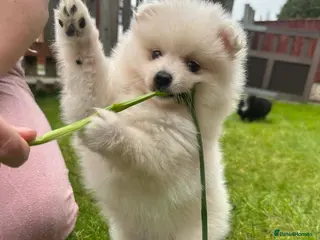 Mixed Breed dogs Beautiful rare volpino Italiano/mini Pomeranian - Advert 4