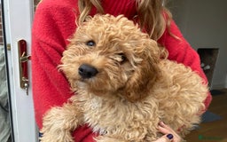 Cavapoo dogs for sale: 14 week old male Cavapoo puppy - Image 4
