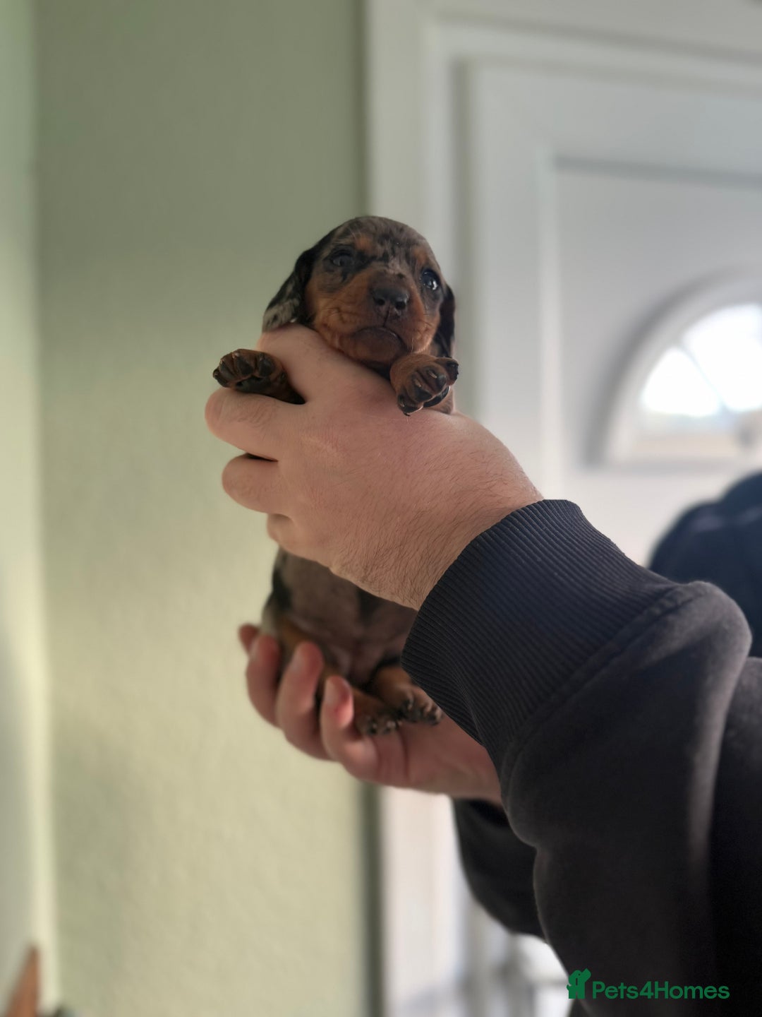 Dachshund dogs for sale: Beautiful standard dachshund puppies ❤️ - Image 26