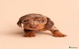 Miniature Dachshund dogs for sale: 🏆Champion KC Mini Dachshunds 0.4% COI 👌🏻 - Image 7