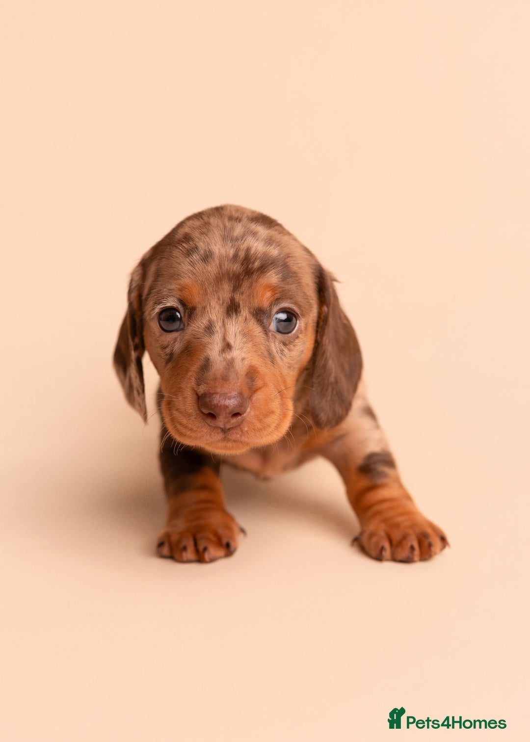 Miniature Dachshund dogs for sale: 🏆Champion KC Mini Dachshunds 0.4% COI 👌🏻 - Image 7