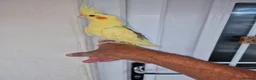 Cockatiels birds for sale: Super silly hand tamed baby budgies  - Advert 18
