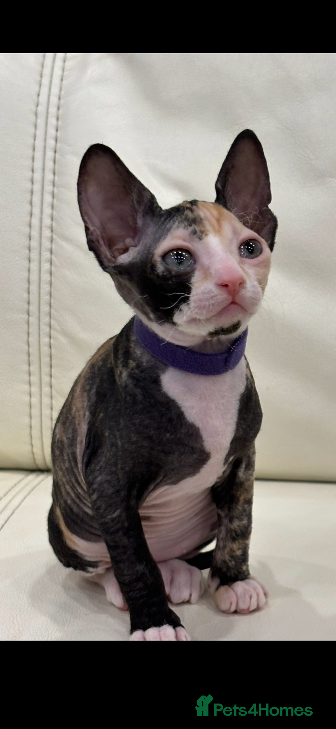 Sphynx cats for sale: Donskoy - Advert 14