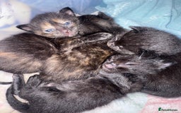 Domestic Shorthair cats for sale: Gorgeous baby kittens  - Image 2