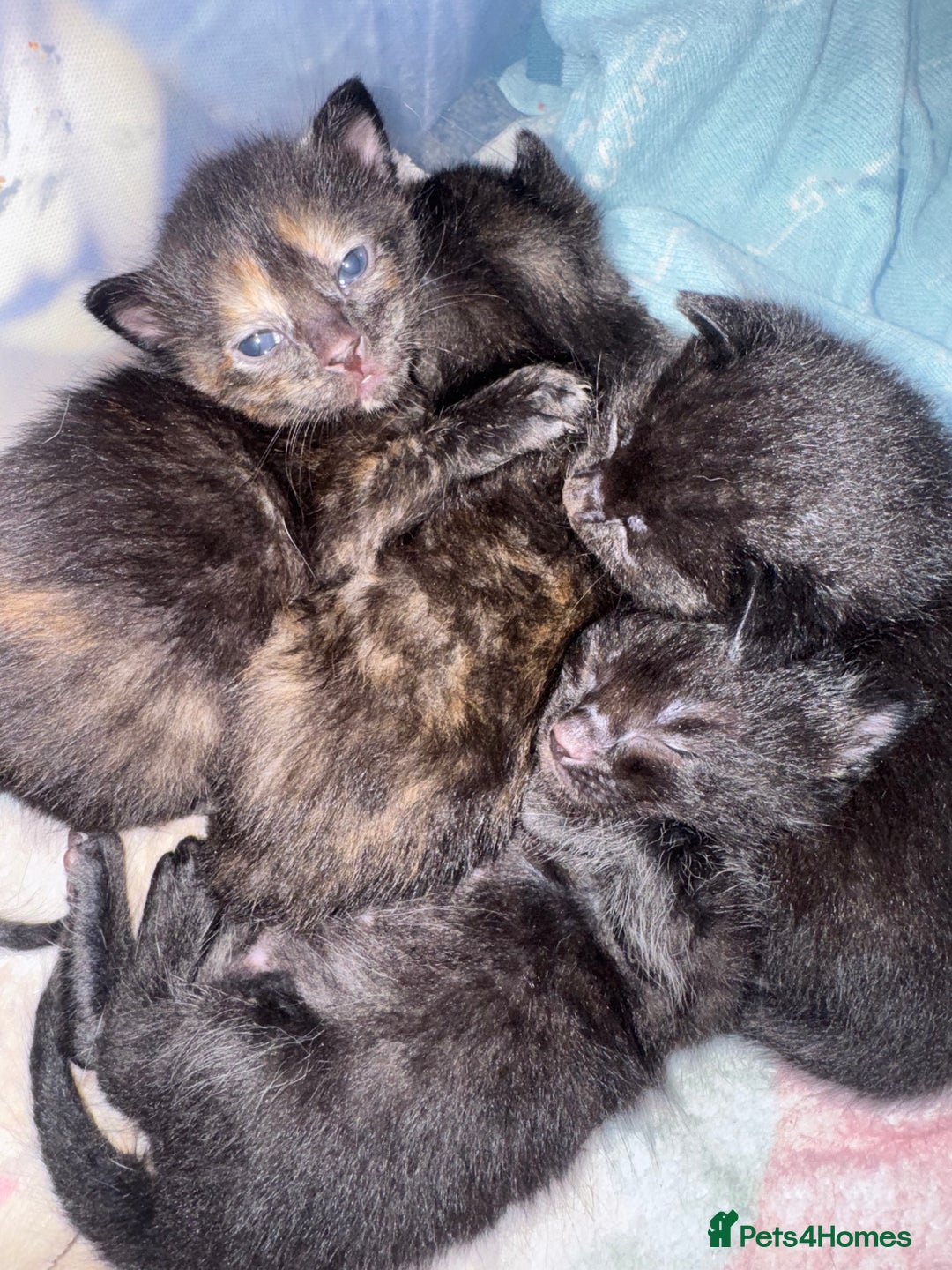 Domestic Shorthair cats for sale: Gorgeous baby kittens  - Image 2