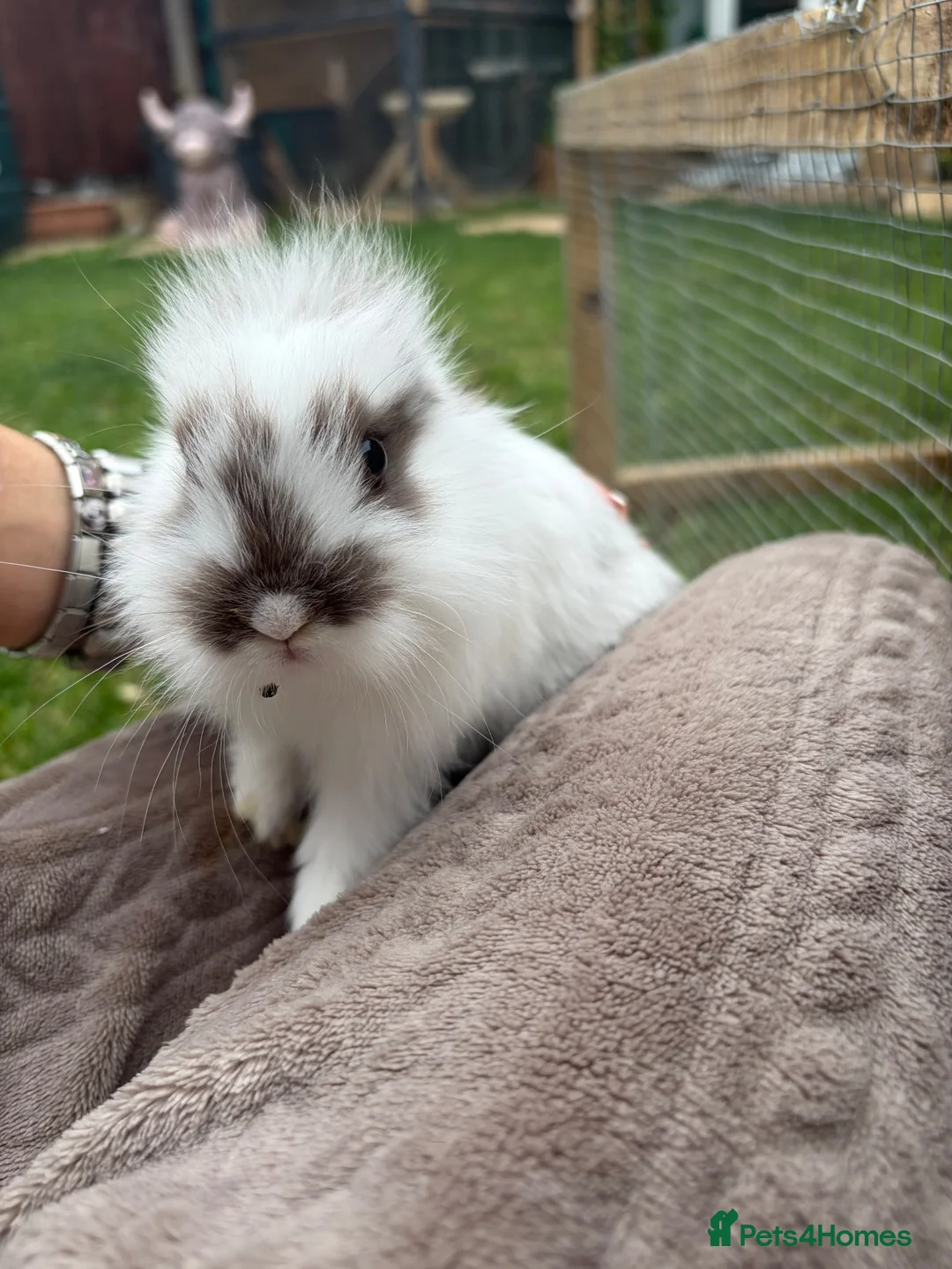 Mini Lop rabbits for sale: baby rabbits  in Worksop - Advert 27