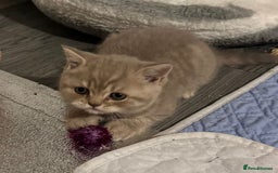 British Shorthair cats for sale: Amazing BSH kittens. READY TO GO!!! - Image 16