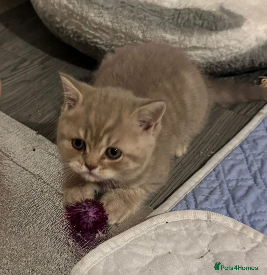 British Shorthair cats for sale: Amazing BSH kittens. READY TO GO!!! - Image 16