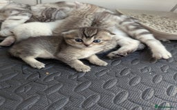 Scottish Fold cats for sale: 🐾 Beautiful Scottish Fold Kittens 🐾 - Image 9