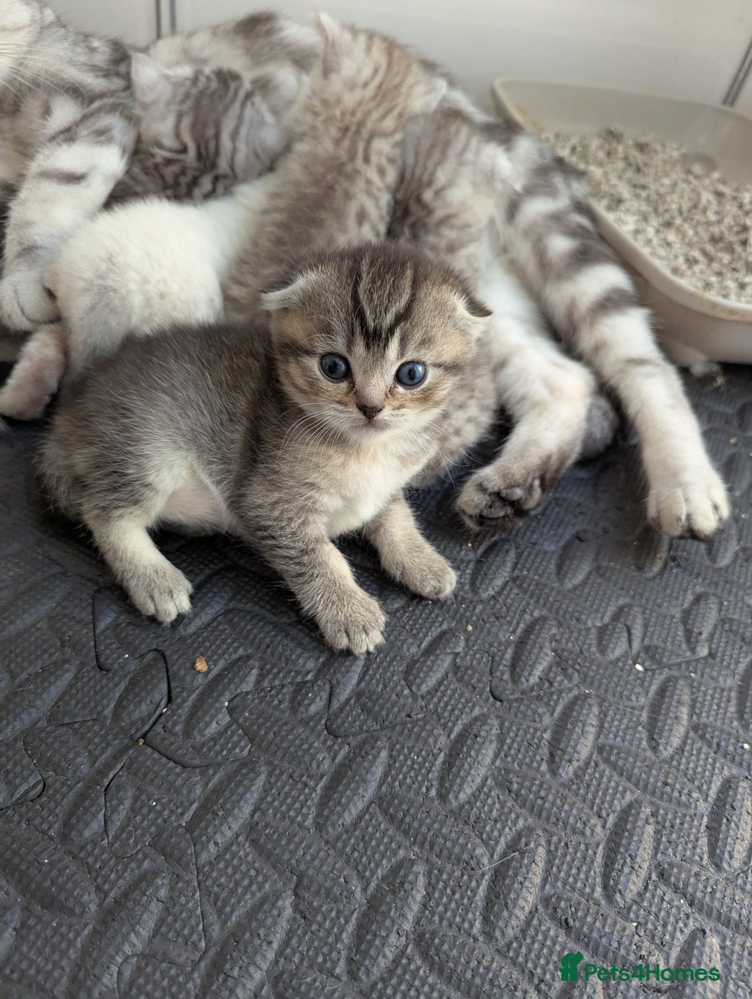 Scottish Fold cats for sale: 🐾 Beautiful Scottish Fold Kittens 🐾 - Image 9