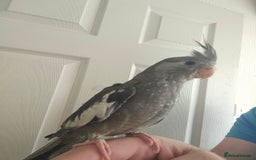 Cockatiels birds for sale: Cockatiel chicks hand tame  - Image 5