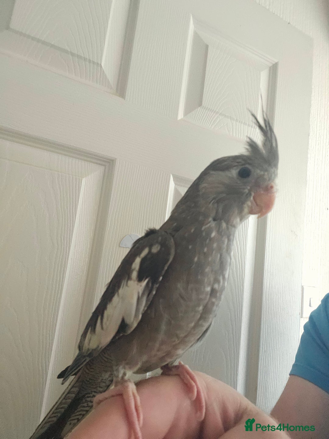 Cockatiels birds for sale: Cockatiel chicks hand tame  - Image 5