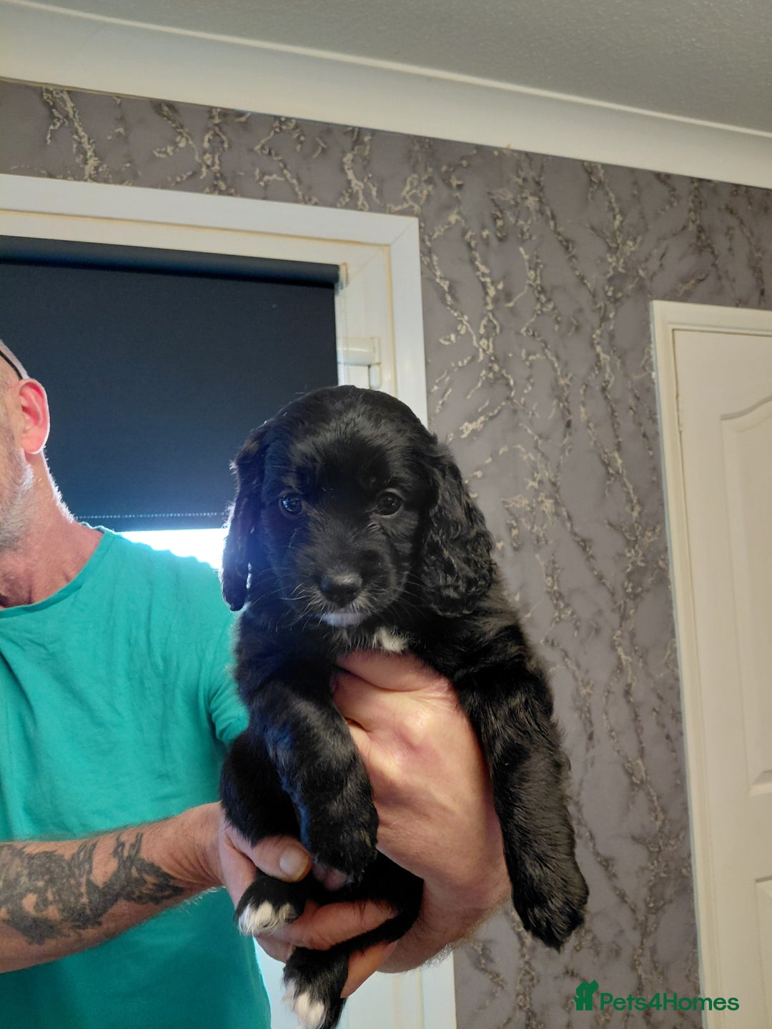 Cockapoo dogs for sale: Cockerpoo  puppys  - Advert 5