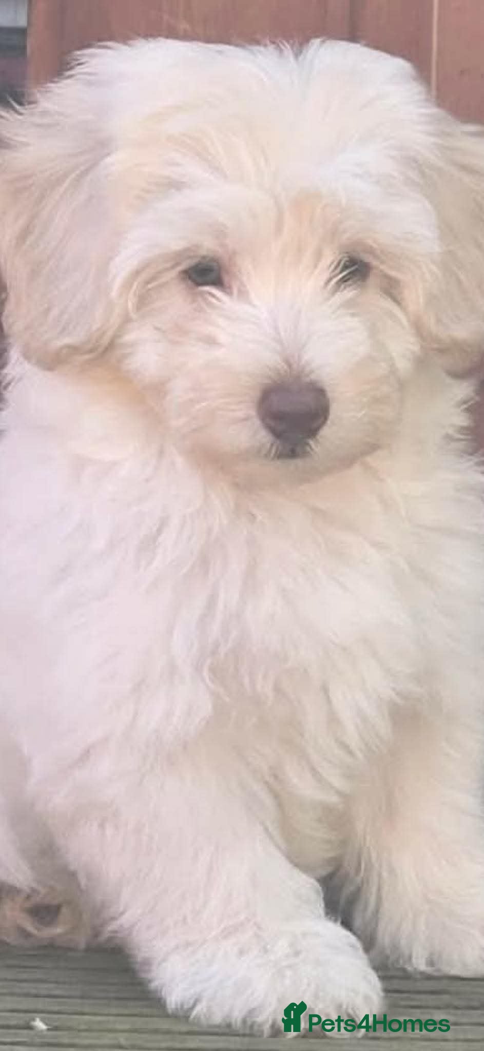 Cavapoo dogs LAST MAN STANDING 🐾💙waiting for you ready now  - Advert 1