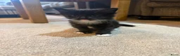 Maine Coon cats for sale: Stunning Maine Coon Cross Kittens – Ready Soon 🐾  - Advert 3