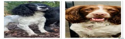 English Springer Spaniel dogs for sale: KC Registered English Springer Spaniel Puppies  in Derby - Advert 21