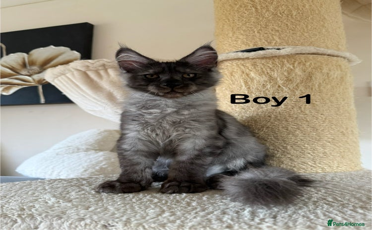Maine Coon cats - Advert 11