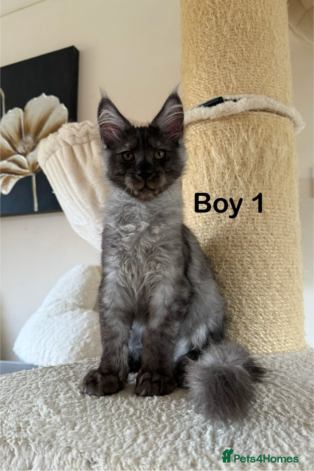 Maine Coon cats for sale: Pedigree ”TICA” kittens  - Image 1