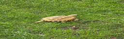 Tortoise reptiles for sale: 2 Beautiful Horsfield Tortoises & Large Enclosure in Bedford - Advert 5