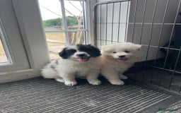 Samoyed dogs for sale: Beautiful Fluffy Samoyed x Collies - Image 2