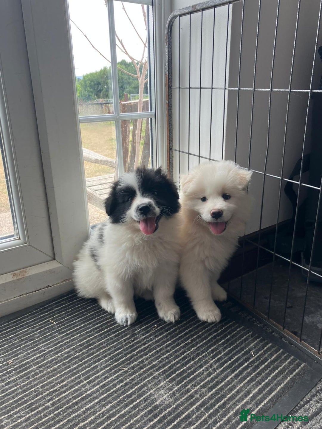 Samoyed dogs for sale: Beautiful Fluffy Samoyed x Collies - Image 2