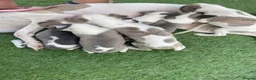 Whippet dogs for sale: Whippet  - Advert 12