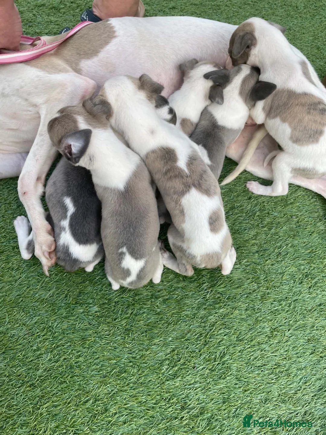 Whippet dogs for sale: Whippet  - Advert 12