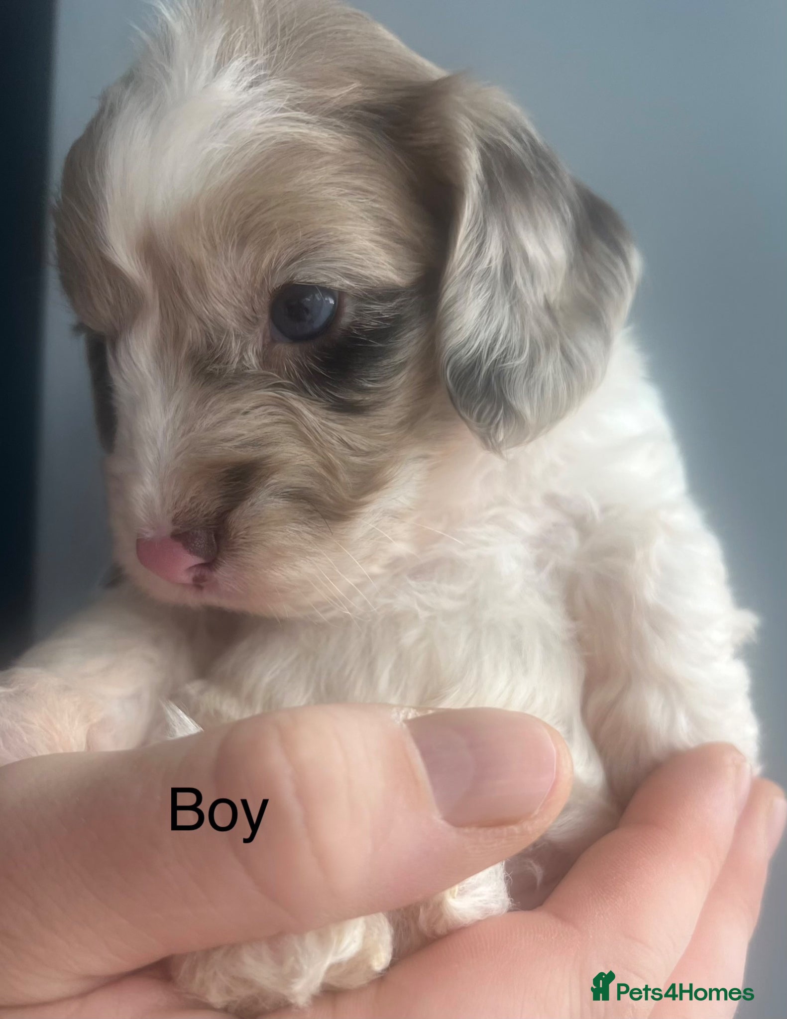 Sproodle dogs 🐶💕Adorable Sprockerpoo Puppies🐶💕 - Advert 1