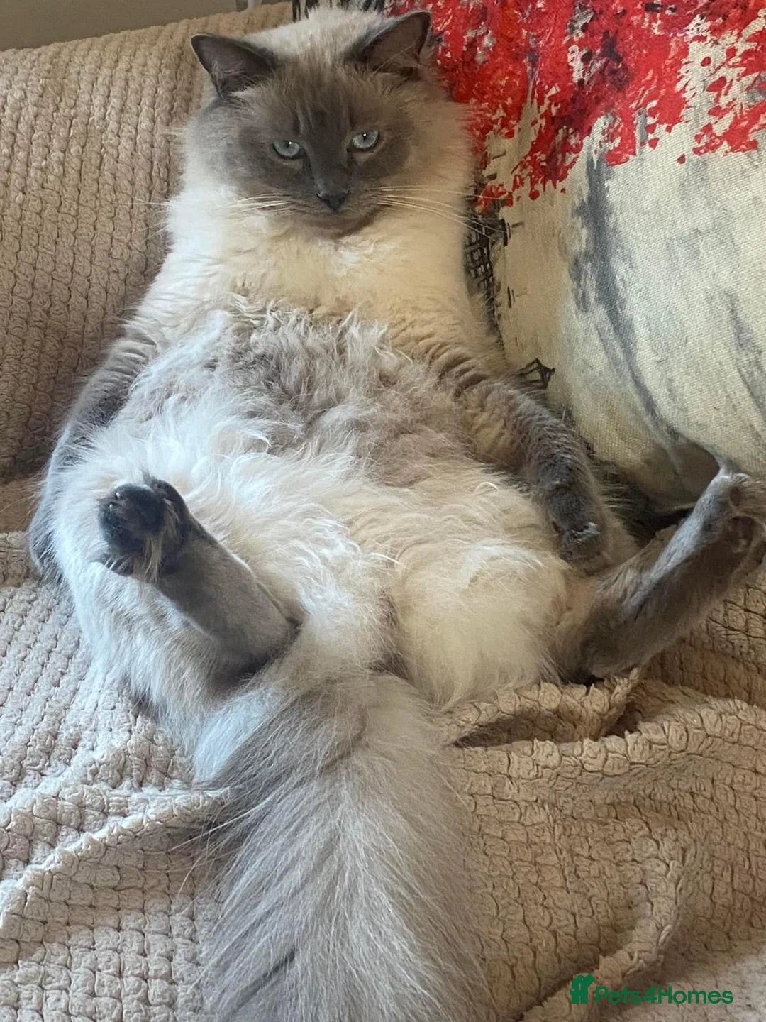 Ragdoll cats for sale: Ragdoll male  - Advert 4