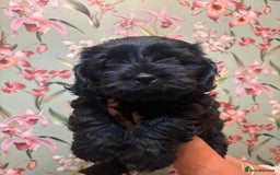Mixed Breed dogs for sale: Gorgeous Shihtzu x show cocker spaniel boy - Image 3
