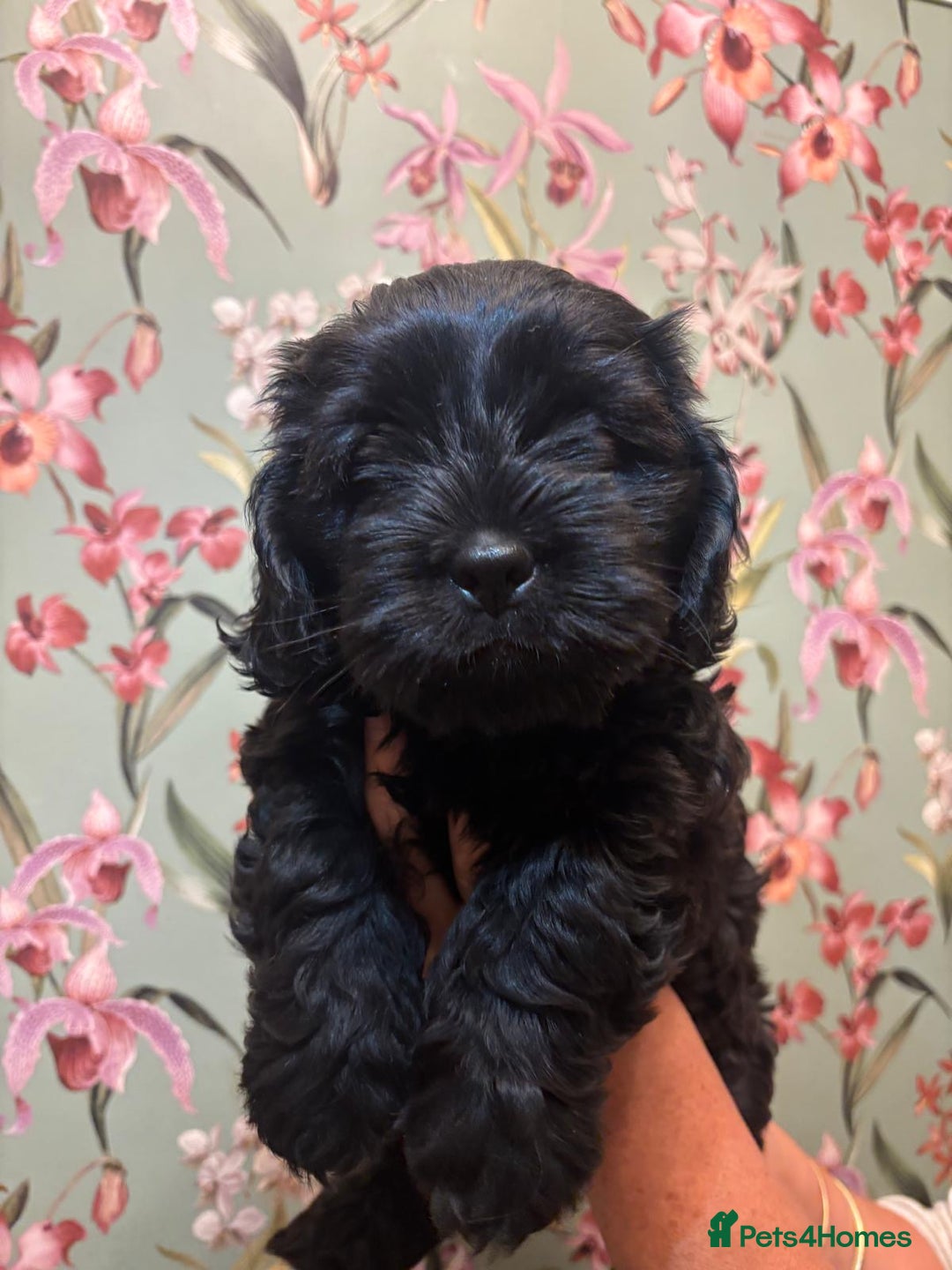 Mixed Breed dogs for sale: Gorgeous Shihtzu x show cocker spaniel boy - Image 3