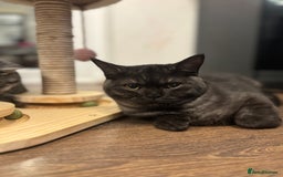 British Shorthair cats for sale: RARE COLOUR PURE PEDIGREE BSH KITTENS.2 BOYS LEFT. - Image 8