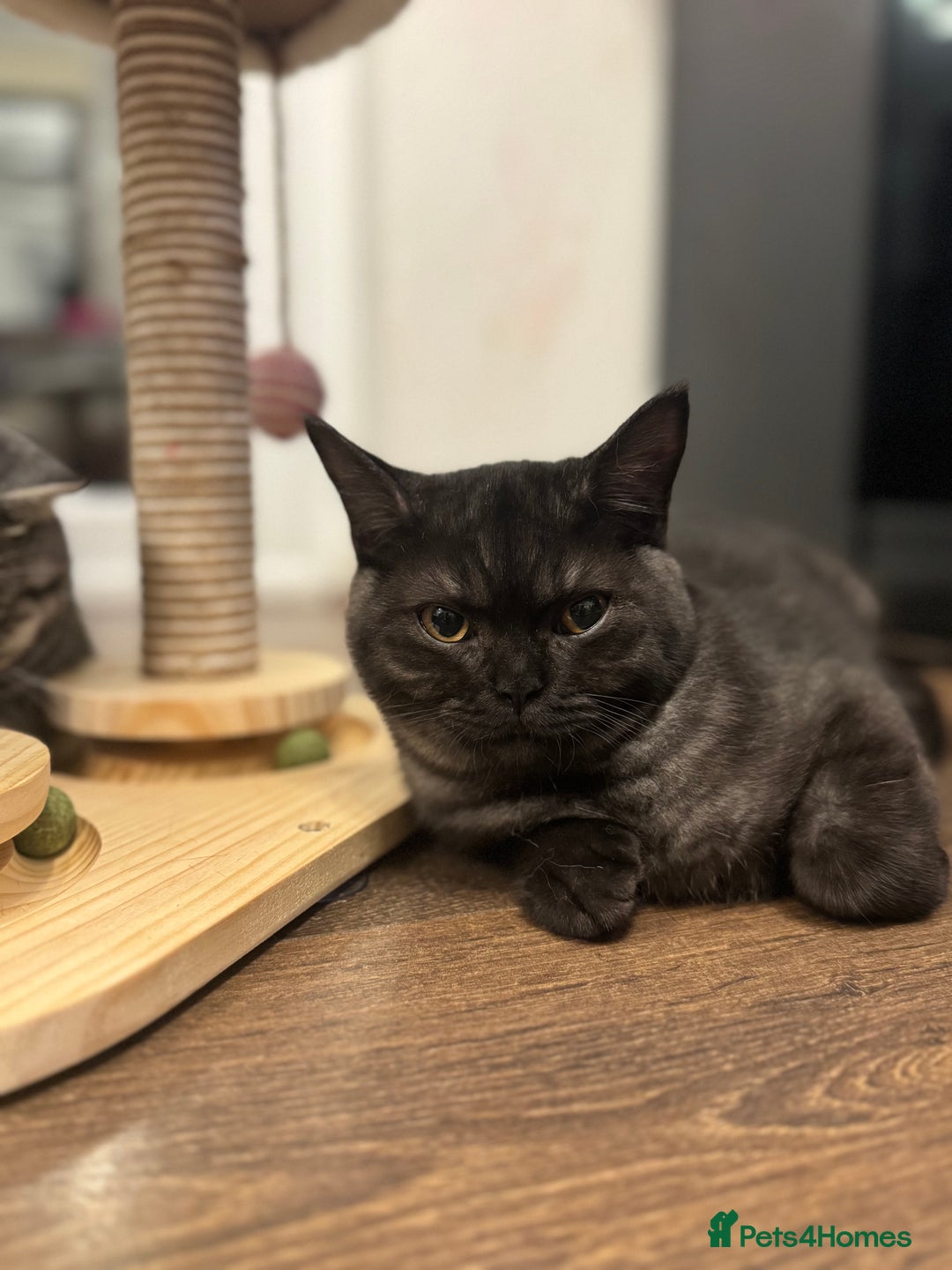 British Shorthair cats for sale: RARE COLOUR PURE PEDIGREE BSH KITTENS.2 BOYS LEFT. - Image 8