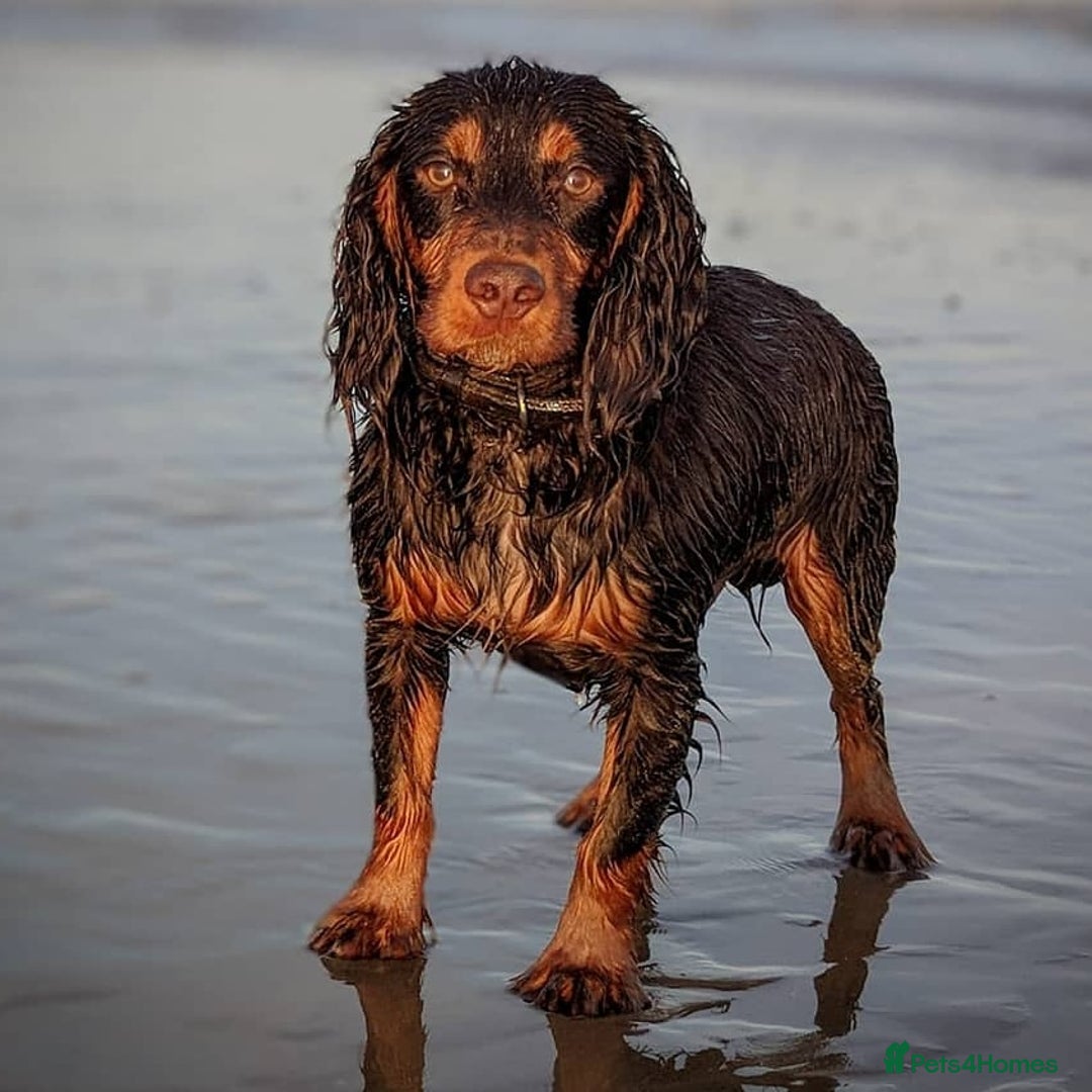 Cocker Spaniel dogs for stud: Cocker for stud in Polegate - Advert 5